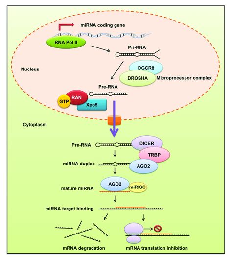 The biogenesis and gene expression of miRNA in cells. | Download ...