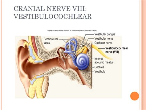 Cranial nerves