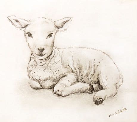 Lamb Drawing