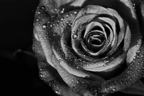 Black and white rose wallpaper - SF Wallpaper