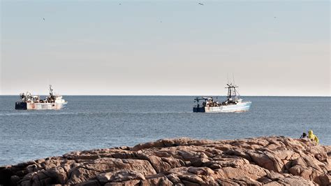 With Atlantic Herring Population Crashing, Managers Should Adopt Science-Based Rules | The Pew ...