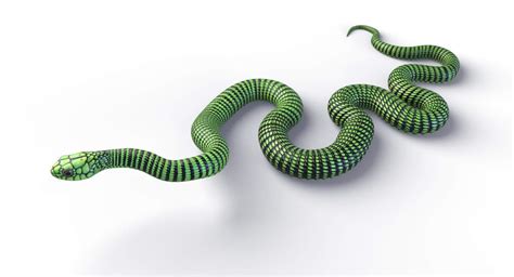 Boomslang Snake 3D Model