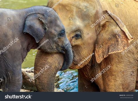 Cuddling Elephant Baby Elephant Stock Photo 189005588 - Shutterstock