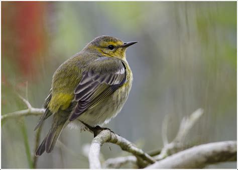 Cape May Warbler – birdfinding.info