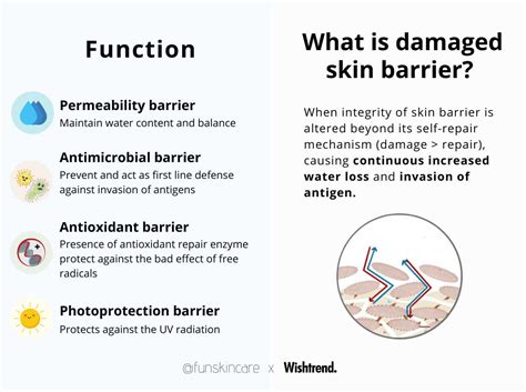 1. What are skin barriers and what is it composed of and how does it function?