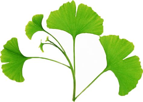 Le ginkgo http://www.naturalia.fr/dico-ginkgo-ginkgo-biloba-8-26.htm ...