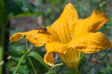 All About Cross-Pollination: Why it Matters in Your Garden