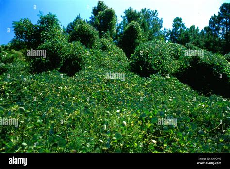 Kudzu an invasive plant species Stock Photo - Alamy