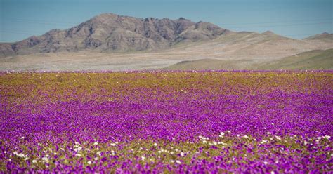 The World's Driest Desert Blooms With Hundreds Of Flowers After Rare Rain | HuffPost