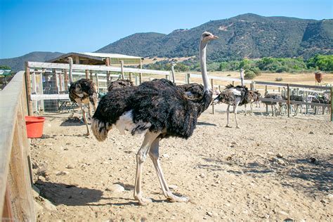 OstrichLand Usa | Buellton CA | Ostriches and emus park