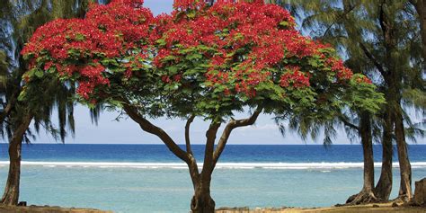 Flamboyant à La Réunion : un arbre aux airs de fête