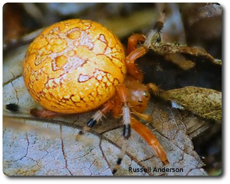 Marbled orb weaver, Araneus marmoreus — Bug of the Week