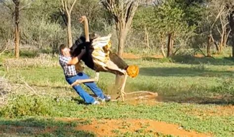 Terrified engineer is attacked by furious ostrich and tackled to the ...