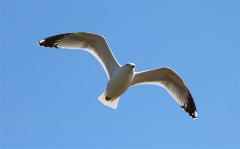 focus photography of flying seagull free image | Peakpx