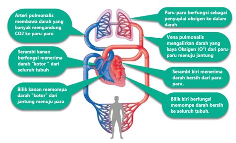 Fungsi Organ Peredaran Darah Insan – Kabar Pandeglang Online