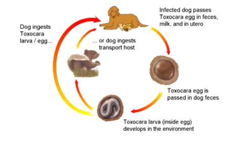 Dog Roundworm Life Cycle