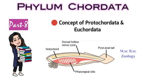 Part-8 Concept of PROTOCHORDATA & EUCHORDATA|Difference b/w Protordates and Euchordates|M.Sc B ...