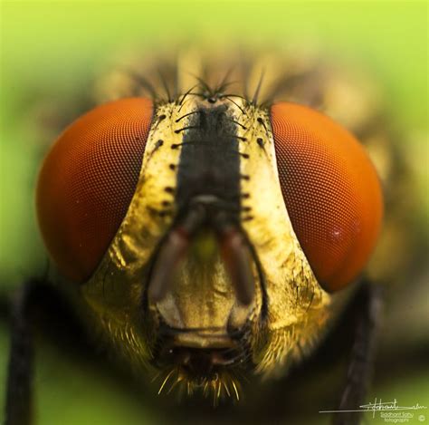 Compound Eyes by Siddhant Sahu on 500px | Macro photography, Macro ...