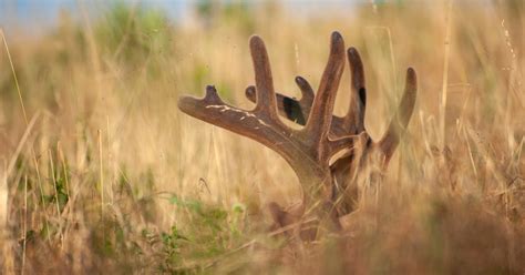 The 3 Most Important Factors for Antler Growth | MeatEater Wired To Hunt