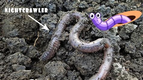 Types of Nightcrawler Worms: How to Identify Them - WormsKillWaste