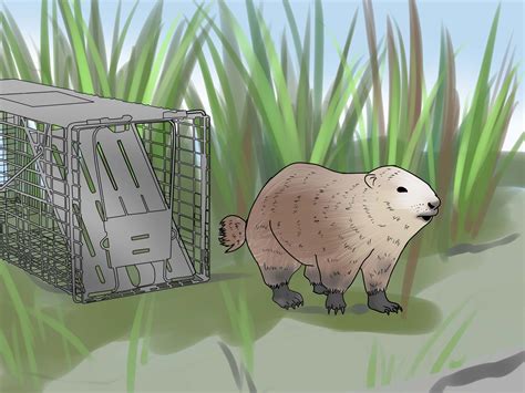 How to Trap a Groundhog: 12 Steps (with Pictures) - wikiHow