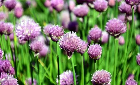 12 Chives Companion Plants To Grow - And Which Plants To Avoid