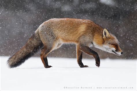 Red Foxes in the Snow, the story behind