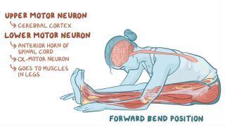 Afferent and Efferent Neurons: What Are They, Structure, and More | Osmosis