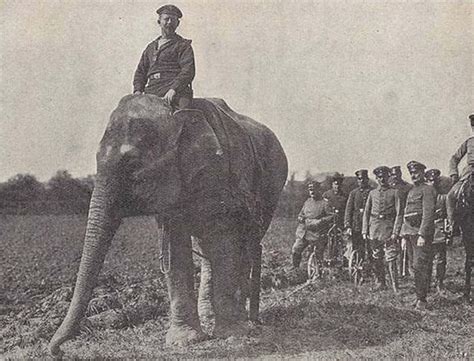 When the elephants were used to aid the war effort, 1914-1945 - Rare Historical Photos