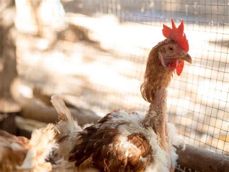 Molting Chickens: Why Do Chickens Molt and How You Can Help Them