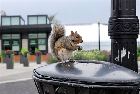File:Urban wildlife - squirrel.jpg - Wikimedia Commons