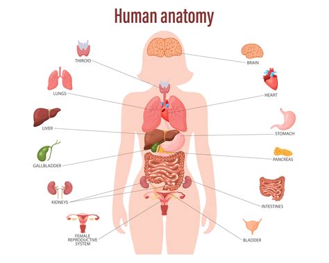 Human anatomy concept. Infographic poster with the internal organs of the female body ...