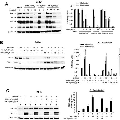 Effects of cycloheximide and mechanism of action of C-DIM compounds.... | Download Scientific ...