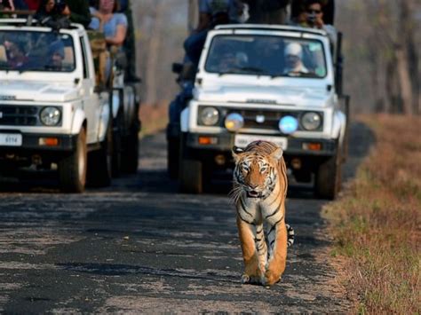 How tiger conservation in India may be helping to mitigate climate change