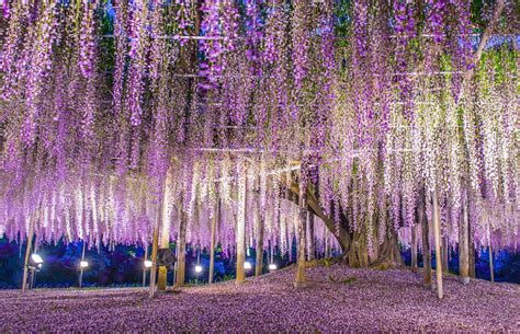 Giant wisteria, Ashikaga, Japan - DymFilms/Shutterstock | Ashikaga ...