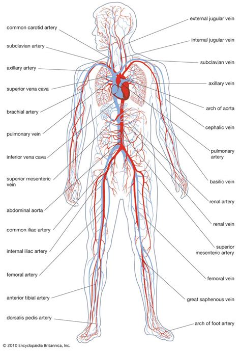 Cardiovascular System Article (Reading Level 1) Comprehension Worksheet | Human circulatory ...