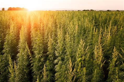 Marijuana Field Sunset Stock Photo - Download Image Now - iStock