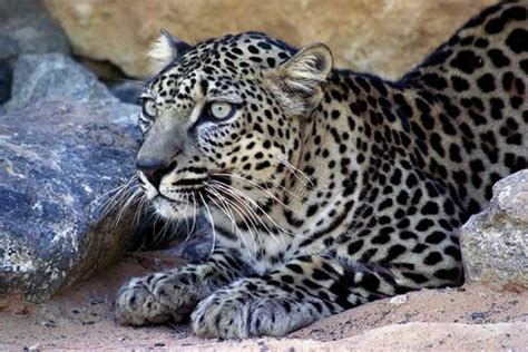 9 Endangered Animals in Saudi Arabia You Must Know