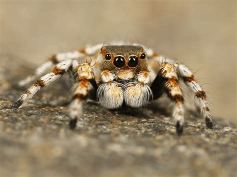 Facts on Tarantula Spiders - Learn About Nature