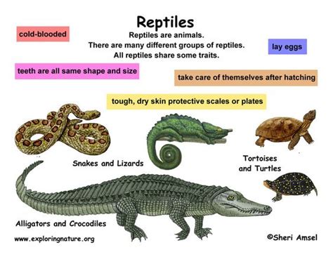 Classification of Living Things Chart | Class - Reptiles (Grade K-3) -- Exploring Nature ...