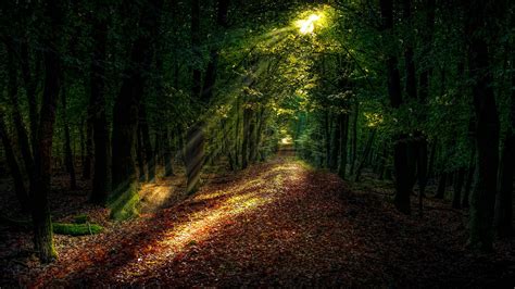 #sunray #forest forest path #woodland #path #ecosystem #sunlight #4K # ...