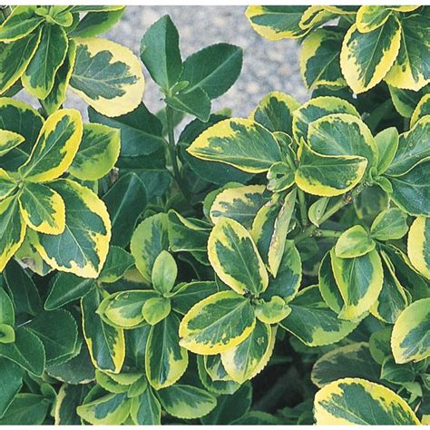 Canadale Gold Euonymus Accent Shrub in Pot (With Soil) (L8549) at Lowes.com