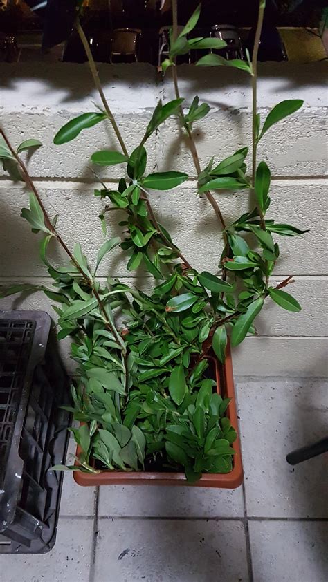 What the hell plant did my partner bring home from bunnings? No label or tag, it was $2 with a ...