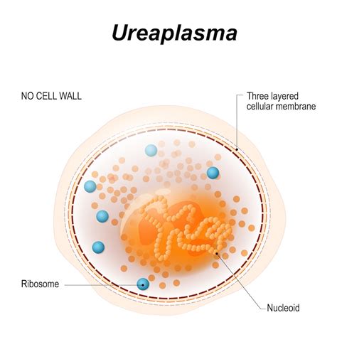 Ureaplasma Infection: Symptoms, Treatment, and Prevention – Bellabeat