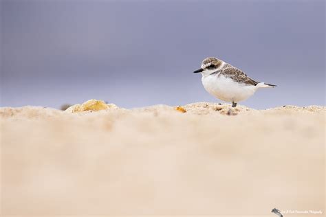 Protecting the Threatened Western Snowy Plover | Lori A Cash ...