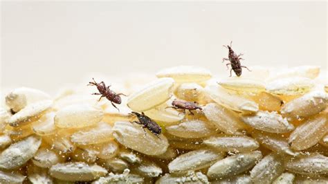 How To Get Rid of Rice Weevils: A Complete Guide - Pest Samurai