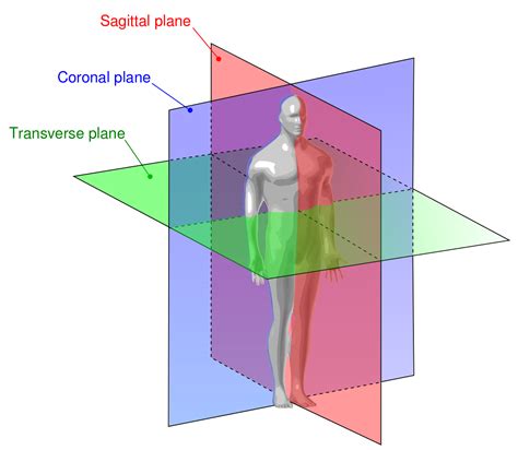 File:Human anatomy planes.svg - Wikimedia Commons