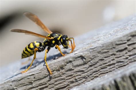 What are some pest control methods for wasp removal - Pest Control Burlington