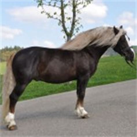 Noriker Horse Info, Origin, History, Pictures | Horse Breeds ...