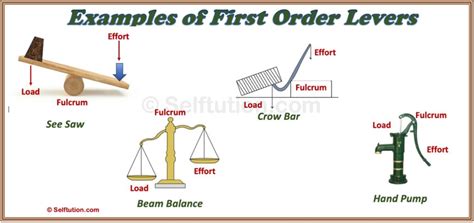 Types of Levers: First, Second & Third Order Examples » Selftution